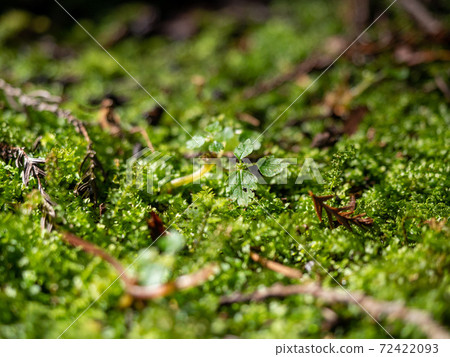 Moss seen on the mountain trail of Oyama Moss seen on the mountain trail of Oyama 72422093