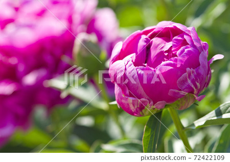 Red-purple peonies are in bloom in the peony garden. The name of this peony is Sarah Bernhardt. Red-purple peonies are in bloom in the peony garden. The name of this peony is Sarah Bernhardt. 72422109