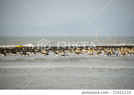 Plover, Yubudo, Chungnam Plover, Yubudo, Chungnam 72422110