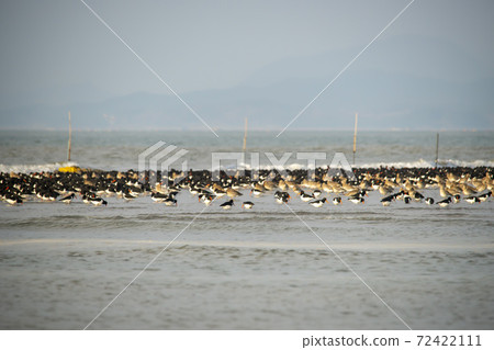 Plover, Yubudo, Chungnam Plover, Yubudo, Chungnam 72422111
