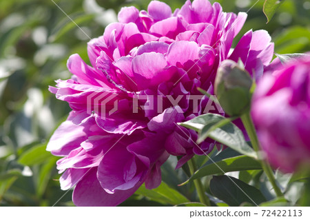 Red-purple peonies are in bloom in the peony garden. The name of this peony is Sarah Bernhardt. Red-purple peonies are in bloom in the peony garden. The name of this peony is Sarah Bernhardt. 72422113