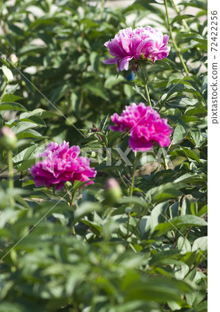 Red-purple peonies are in bloom in the peony garden. The name of this peony is Hakuraku. 72422256
