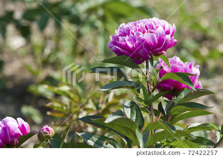 Red-purple peonies are in bloom in the peony garden. The name of this peony is Hakuraku. 72422257
