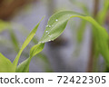 Water droplets on leaves 72422305