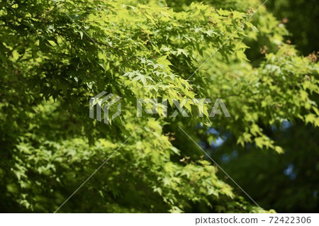 Fresh green Fresh green 72422306