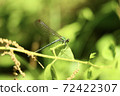 Dragonfly  72422307