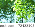 Fresh green 72422308