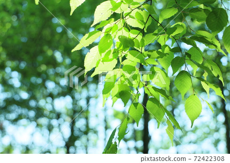 Fresh green Fresh green 72422308