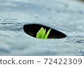 Sprout 72422309