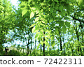 Fresh green 72422311