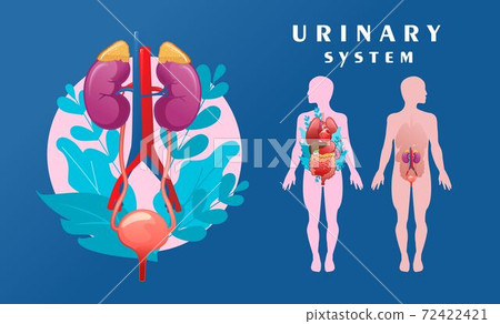 human urinary system schematic illustration 72422421