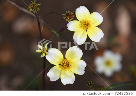 Winter Cosmos 72422586