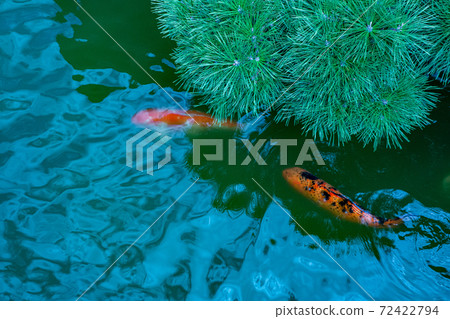A swimming carp seen through a branch from the surface of a swaying pond A swimming carp seen through a branch from the surface of a swaying pond 72422794