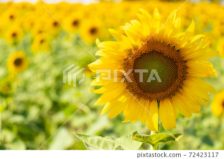 Beautiful yellow color sunflower in the agriculture farm background Beautiful yellow color sunflower in the agriculture farm background 72423117