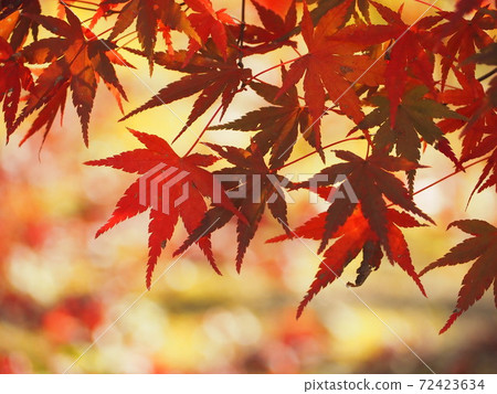 Light and dark autumn leaves Light and dark autumn leaves 72423634