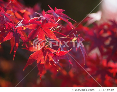 紅八鹽秋葉之靜美 紅八鹽秋葉之靜美 72423636