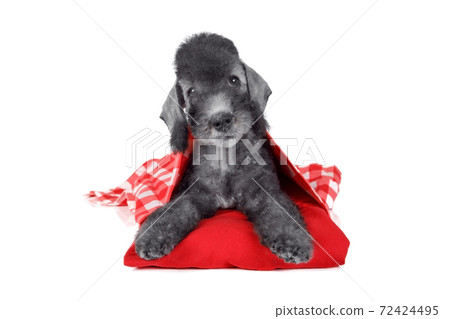 Lovely Bedlington Terrier puppy lying on a red pillow in the studio over white 72424495