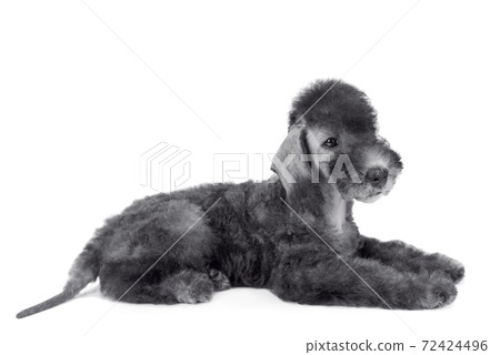 Cute Bedlington Terrier puppy lying in the studio over white 72424496