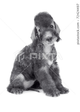 Cute Bedlington Terrier puppy sitting in the studio over white 72424497