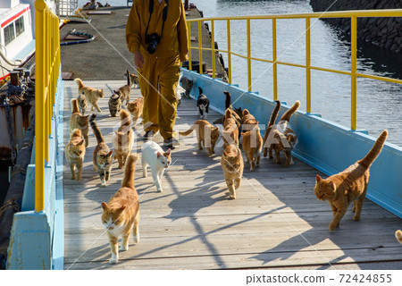 Cat Paradise in Aoshima, Ehime Prefecture ♡