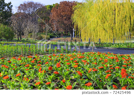長居植物園秋葉和秋花 72425496