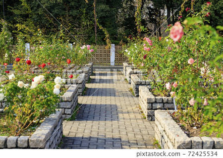 Nagai Botanical Garden Autumn leaves and autumn flowers Nagai Botanical Garden Autumn leaves and autumn flowers 72425534