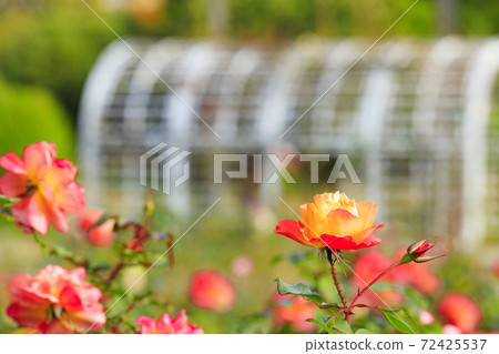 長居植物園秋葉和秋花 照片素材 圖片 圖庫