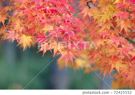 Nagai Botanical Garden Autumn leaves and autumn flowers 72425552