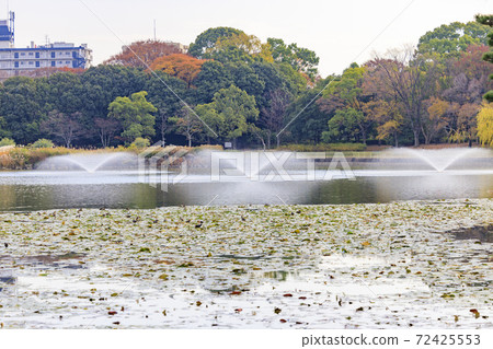 長居植物園秋葉和秋花 長居植物園秋葉和秋花 72425553