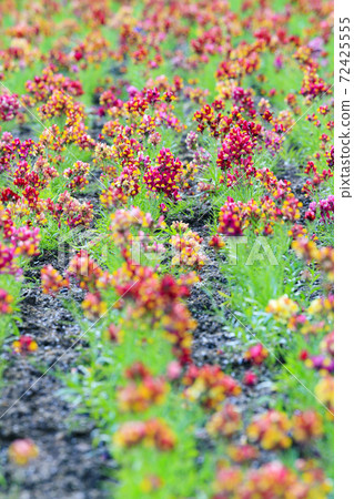 Nagai Botanical Garden Autumn leaves and autumn flowers 72425555
