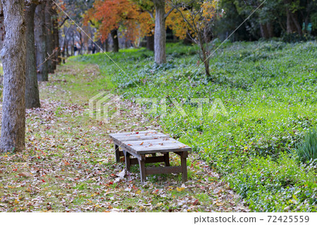 長居植物園秋葉和秋花 長居植物園秋葉和秋花 72425559