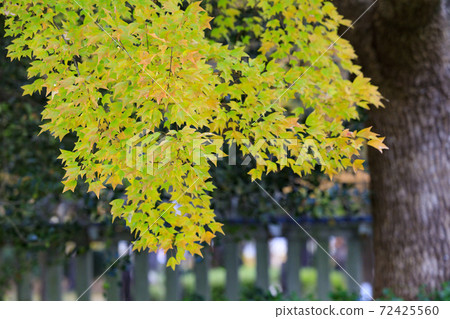 Nagai Botanical Garden Autumn leaves and autumn flowers Nagai Botanical Garden Autumn leaves and autumn flowers 72425560