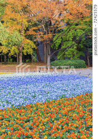 Nagai Botanical Garden Autumn leaves and autumn flowers Nagai Botanical Garden Autumn leaves and autumn flowers 72425579