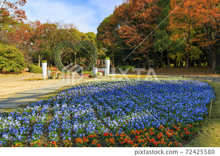 長居植物園秋葉和秋花 照片素材 圖片 圖庫