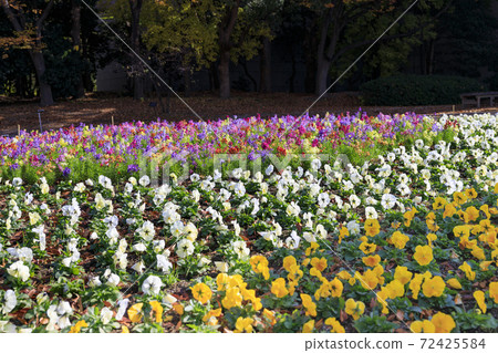 長居植物園秋葉和秋花 72425584