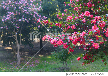 長居植物園秋葉和秋花 72425588