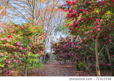 長居植物園秋葉和秋花 72425590