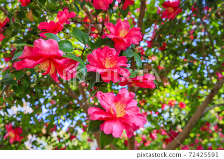 Nagai Botanical Garden Autumn leaves and autumn flowers 72425591