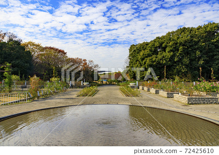 長居植物園秋葉和秋花 照片素材 圖片 圖庫