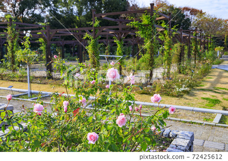 Nagai Botanical Garden Autumn leaves and autumn flowers 72425612