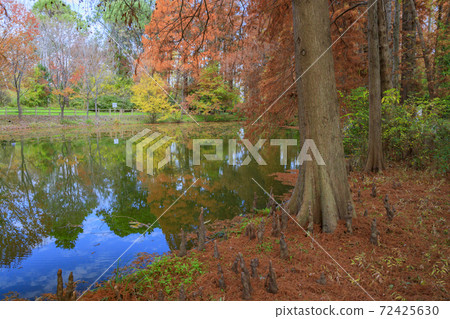 長居植物園秋葉和秋花 長居植物園秋葉和秋花 72425630