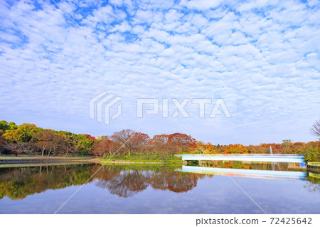 長居植物園秋葉和秋花 72425642