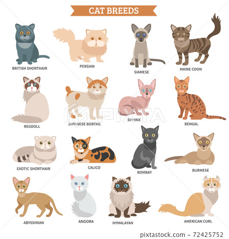 Cat breed set Cat breed set 72425752