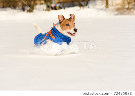 Happy active dog in warm coat running in snow playing in park on sunny winter day 72425988