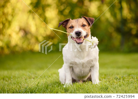 Valentines day greeting card with happy dog holding white flower in mouth 72425994