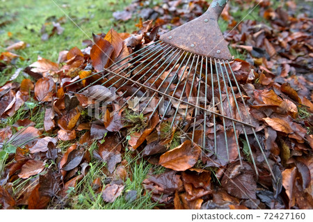 Vibrant orange autumn leaves being swept up by a garden rake Vibrant orange autumn leaves being swept up by a garden rake 72427160