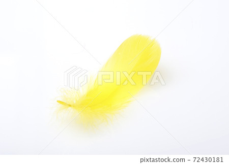 黃羽鳥羽毛交通安全形像素材 黃羽鳥羽毛交通安全形像素材 72430181
