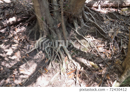 在山徑上裸露的老樹根 72430412