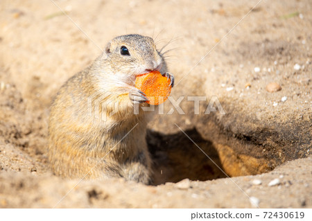 European ground squirrel 72430619