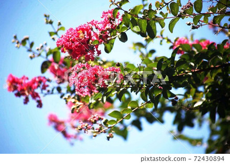 Culverberry red flower 72430894